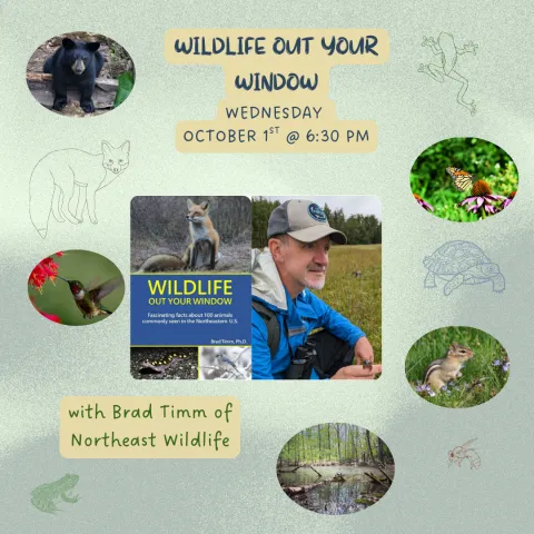 Brad Timm - Wildlife out your window