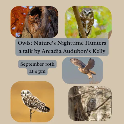 owl flyer